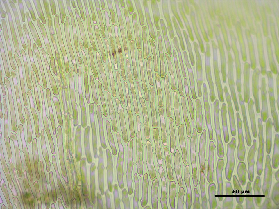 Campylium protensum