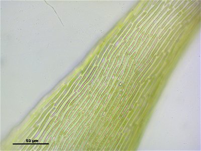Campylium protensum