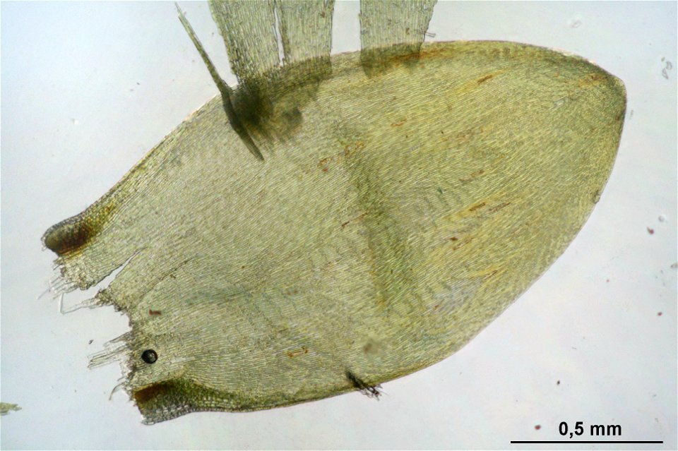 Entodon concinnus