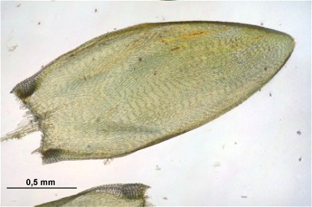 Entodon concinnus