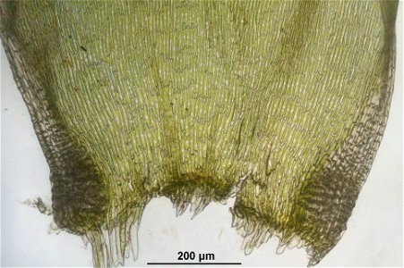 Entodon concinnus