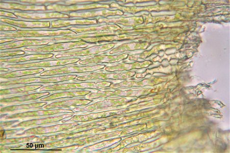 Entodon concinnus
