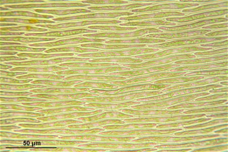 Entodon concinnus