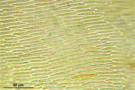 Entodon concinnus
