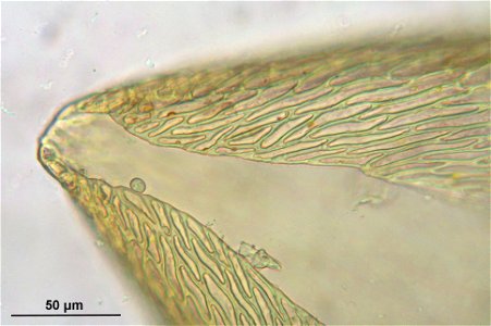 Entodon concinnus