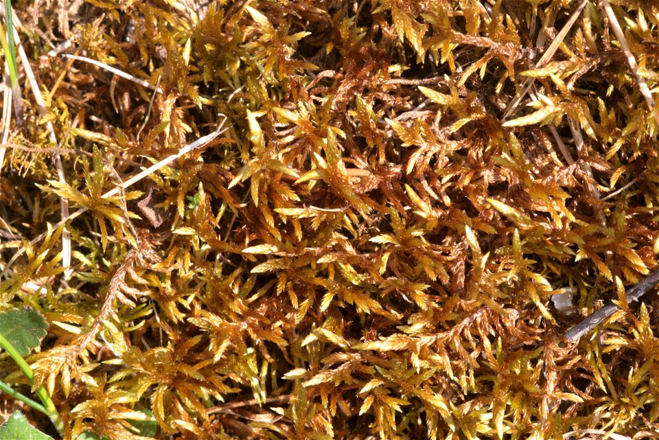 Entodon concinnus