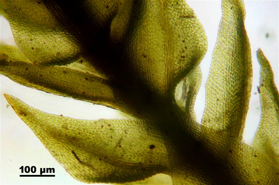 Leskea polycarpa