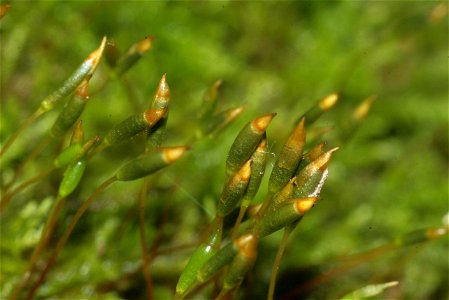 Leskea polycarpa