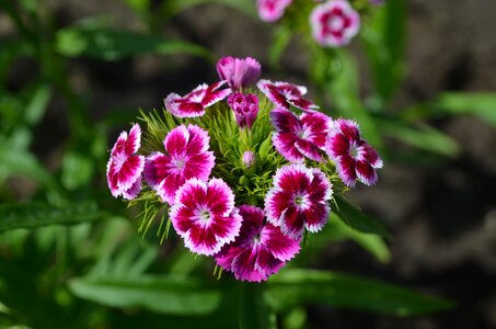 Color garden summer