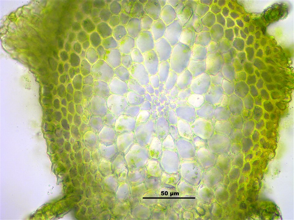 Leskea polycarpa