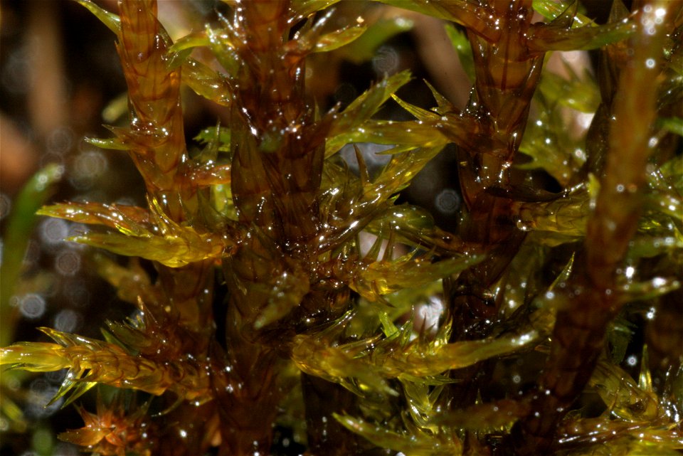 Warnstorfia exannulata