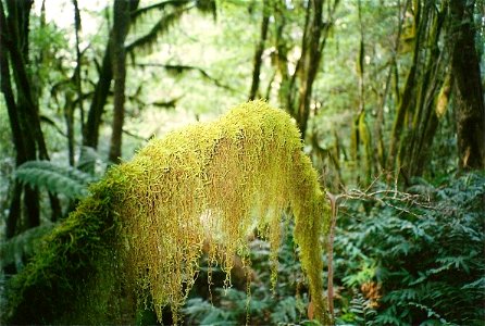 Papillaria_Cloudforest-Mt_Budawang, NSW, Australia