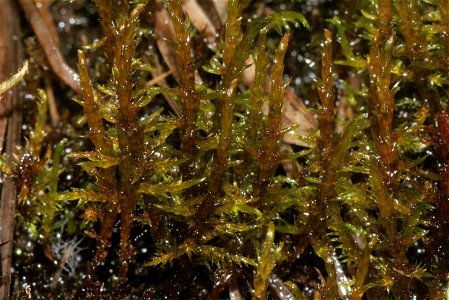 Warnstorfia exannulata
