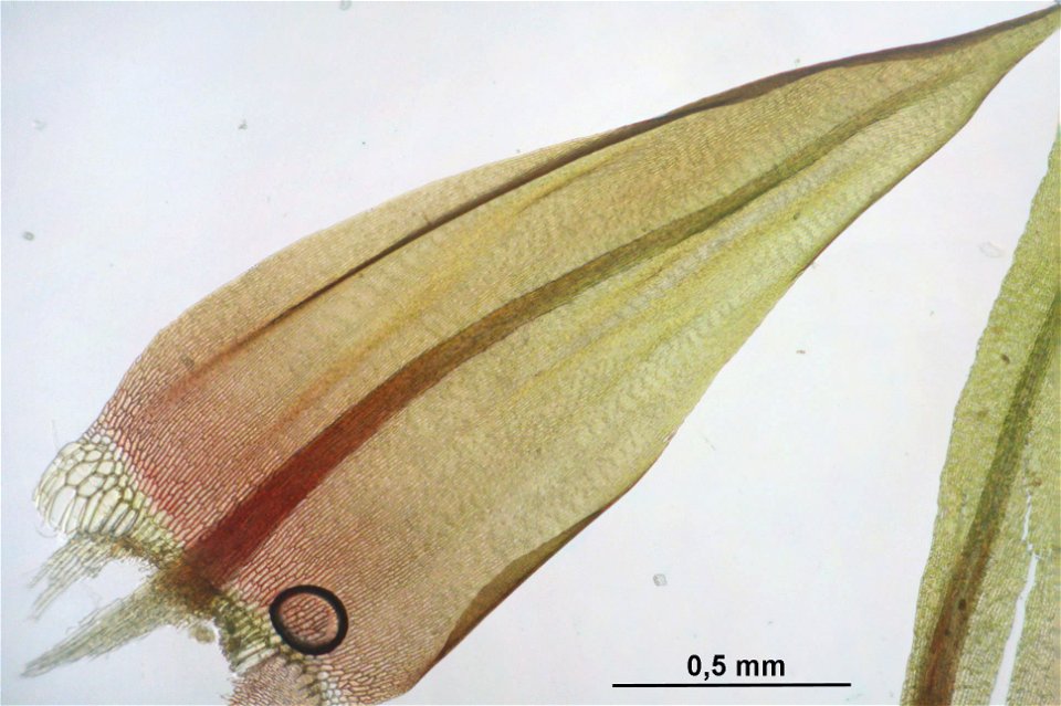 Warnstorfia exannulata