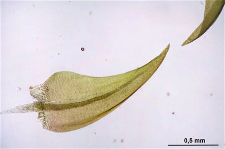 Warnstorfia exannulata
