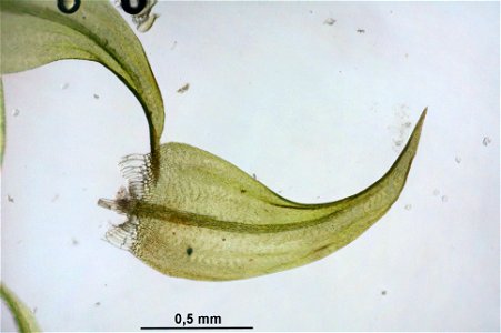 Warnstorfia exannulata