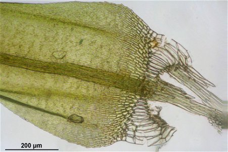 Warnstorfia exannulata