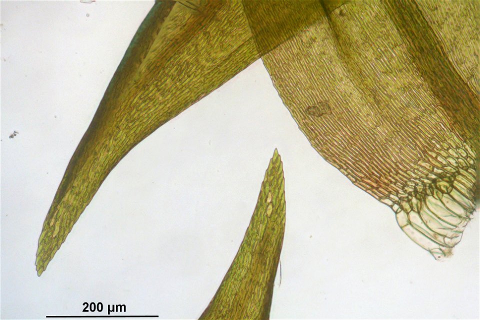 Warnstorfia exannulata