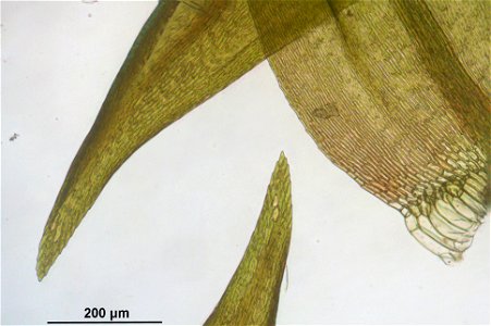 Warnstorfia exannulata