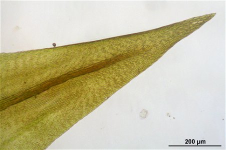 Warnstorfia exannulata