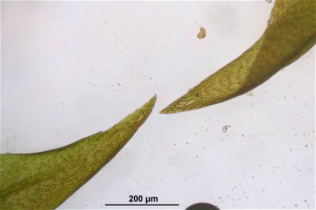 Warnstorfia exannulata