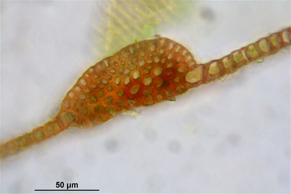 Warnstorfia exannulata