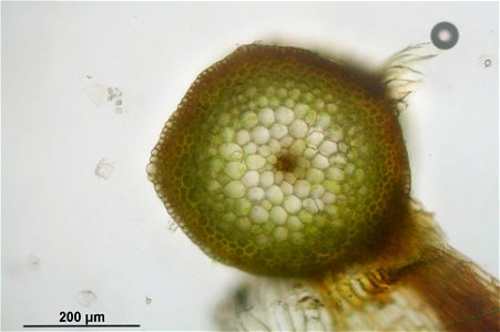 Warnstorfia exannulata