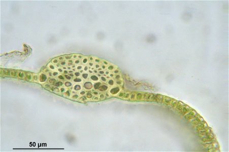 Warnstorfia exannulata