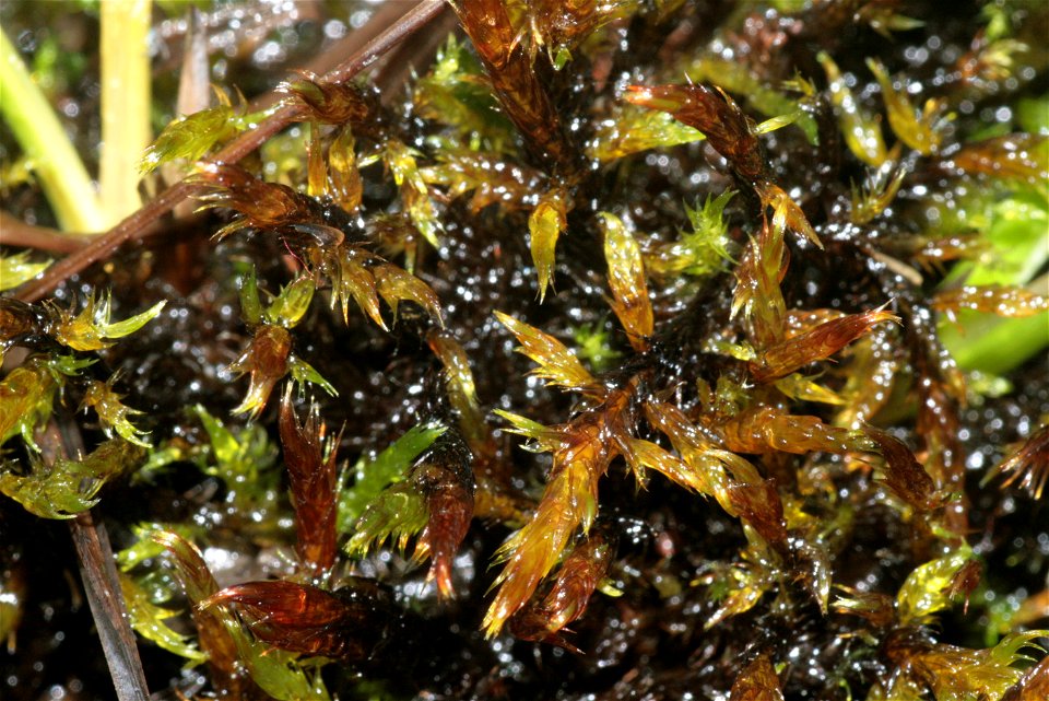 Warnstorfia exannulata