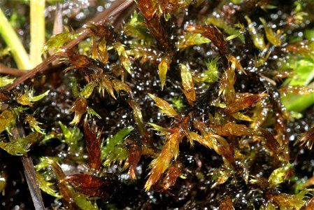 Warnstorfia exannulata