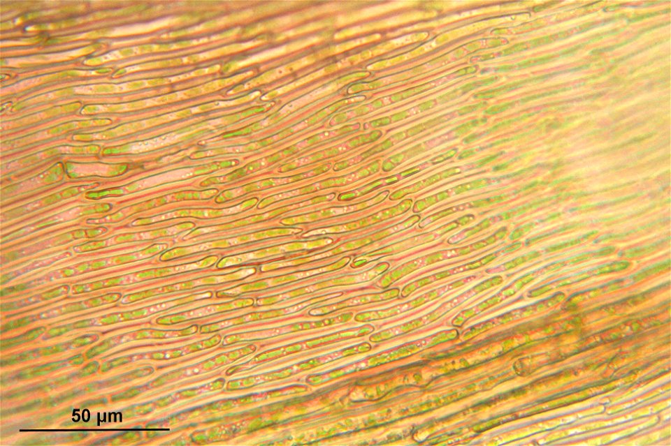 Warnstorfia exannulata