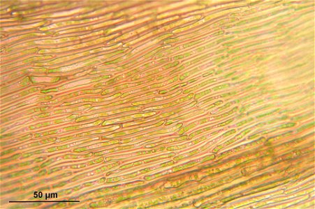 Warnstorfia exannulata