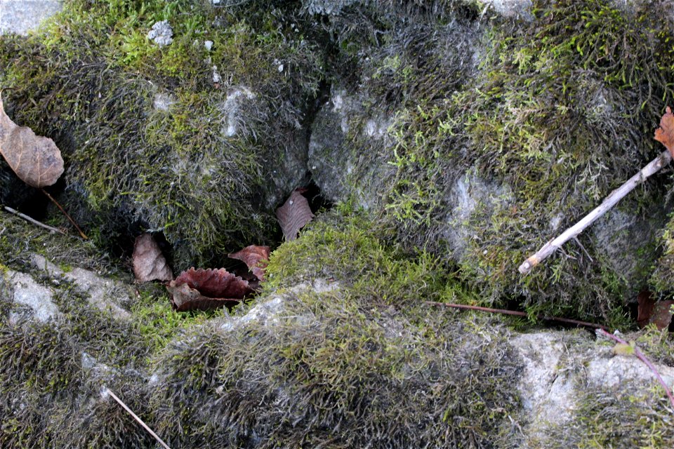Hygroamblystegium tenax