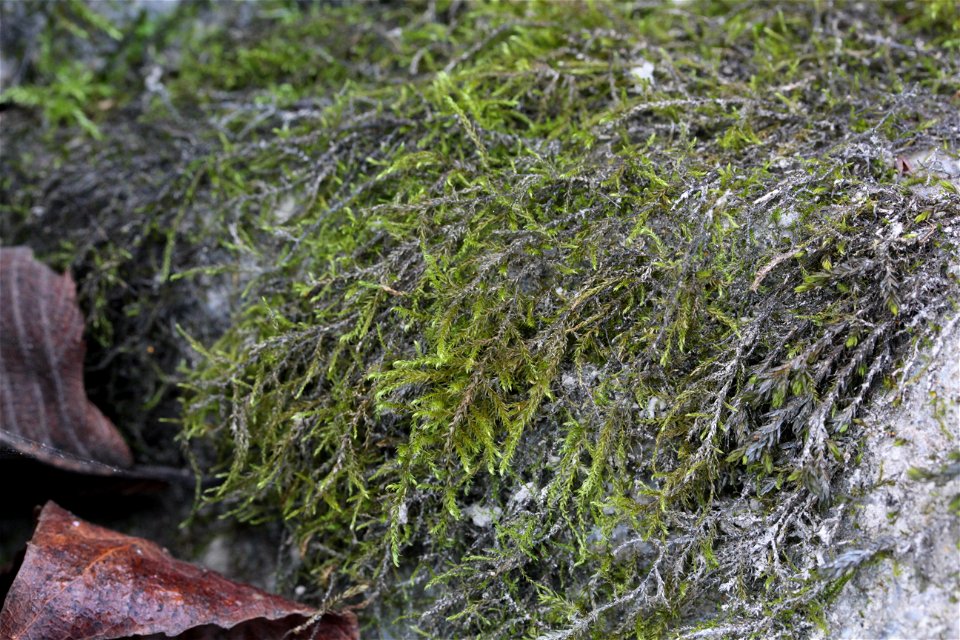 Hygroamblystegium tenax