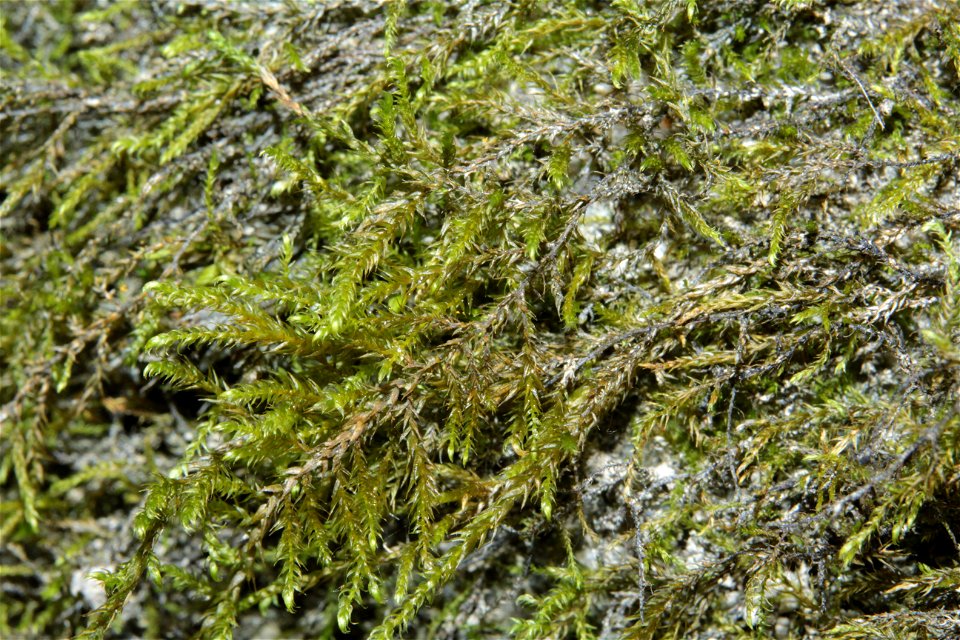 Hygroamblystegium tenax