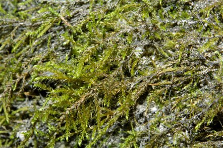 Hygroamblystegium tenax