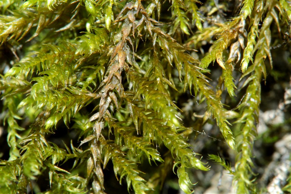 Hygroamblystegium tenax