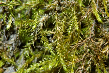Hygroamblystegium tenax