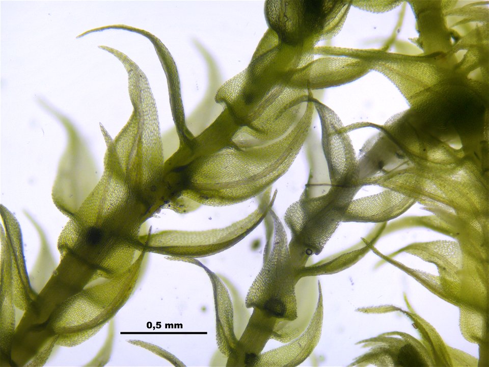 Hygroamblystegium tenax