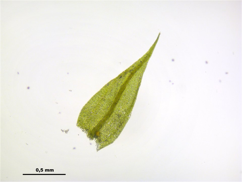 Hygroamblystegium tenax