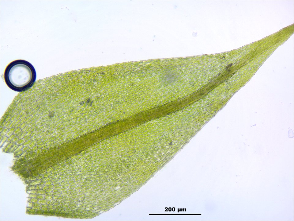 Hygroamblystegium tenax