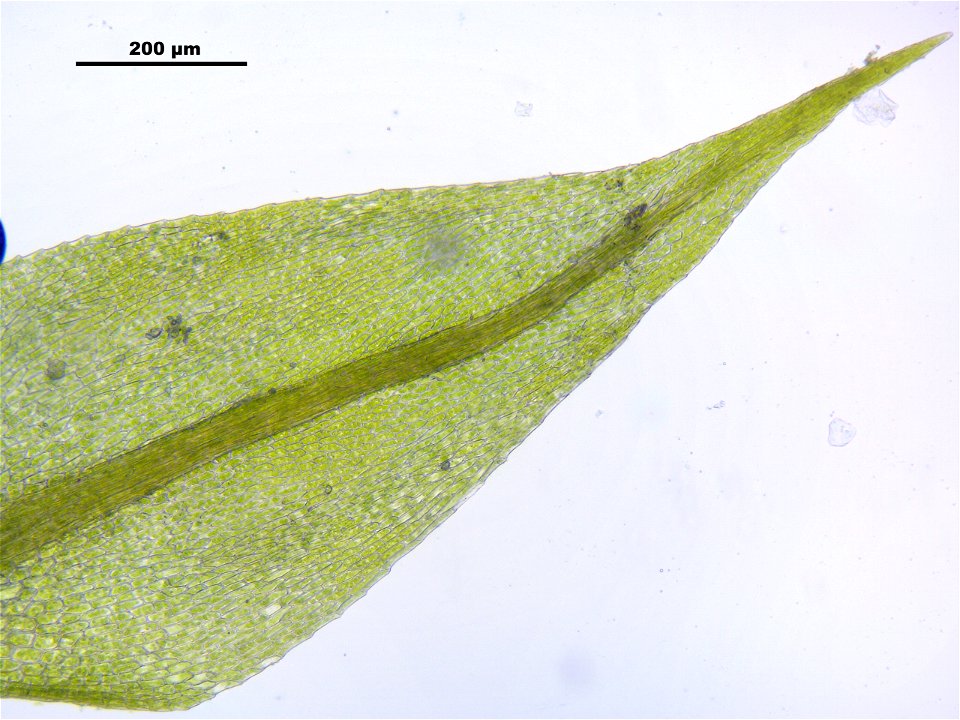 Hygroamblystegium tenax