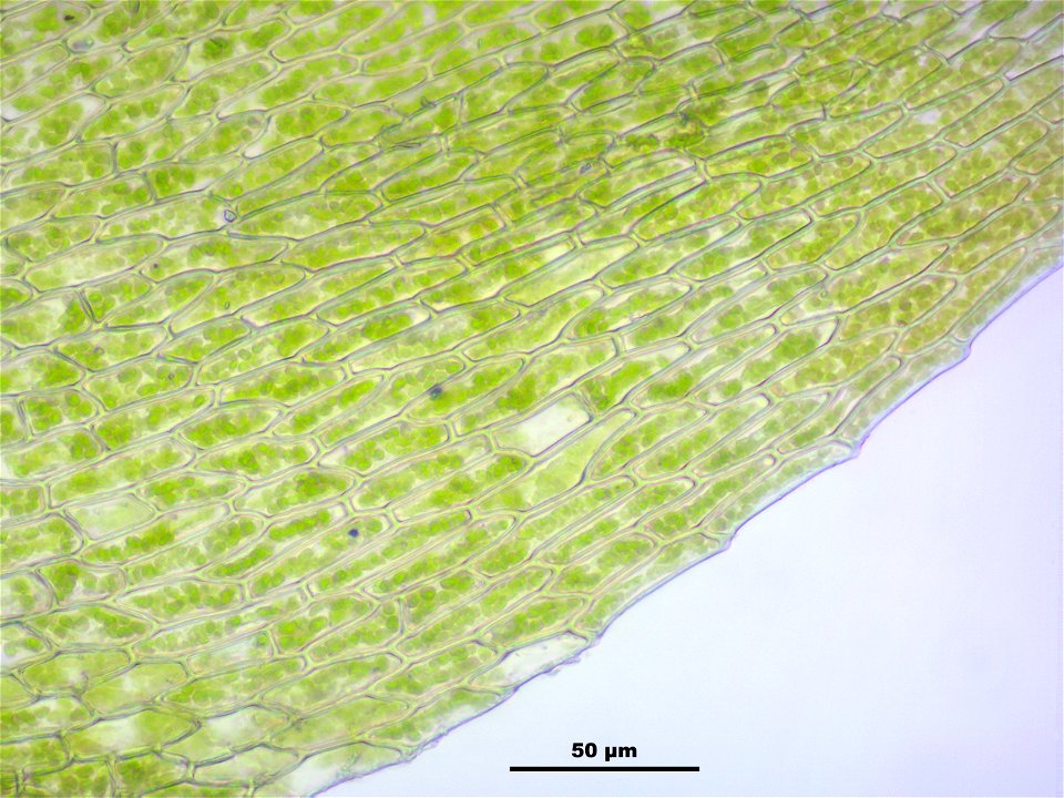Hygroamblystegium tenax