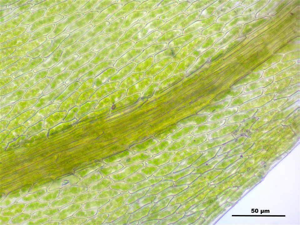 Hygroamblystegium tenax