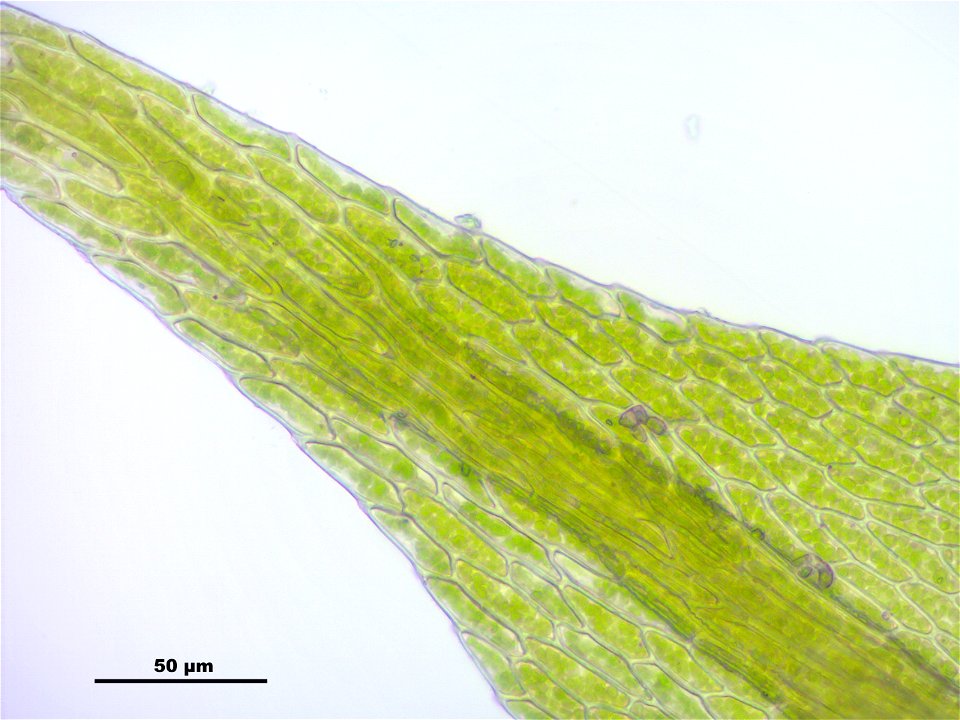 Hygroamblystegium tenax