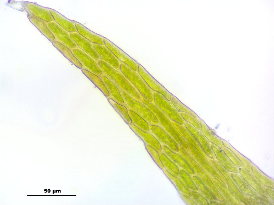 Hygroamblystegium tenax