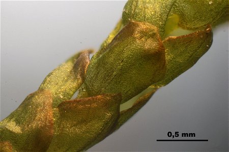 Pseudocalliergon trifarium