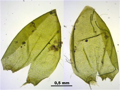 Pseudocalliergon trifarium