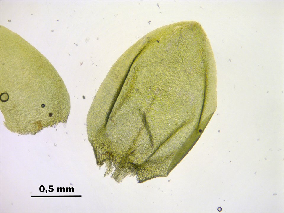 Pseudocalliergon trifarium