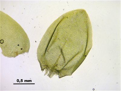 Pseudocalliergon trifarium